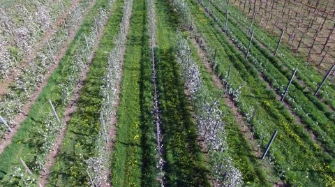 Agricolture - Cultivation fields (Apple orchards) Video stock 67602939