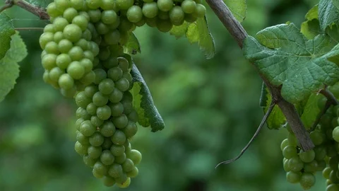 Agricolture Stock Footage 125631575