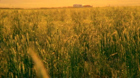 Agricultural 03 Stock Footage 907767