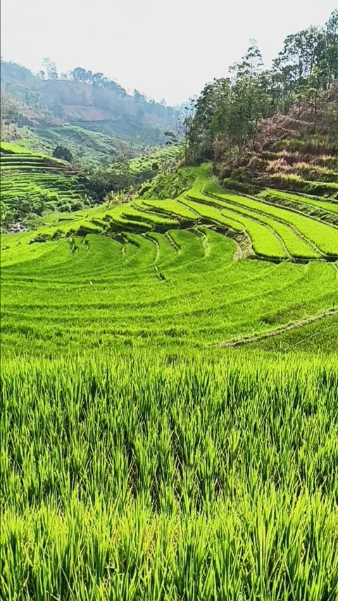 Agricultural area Stock Footage 285208805