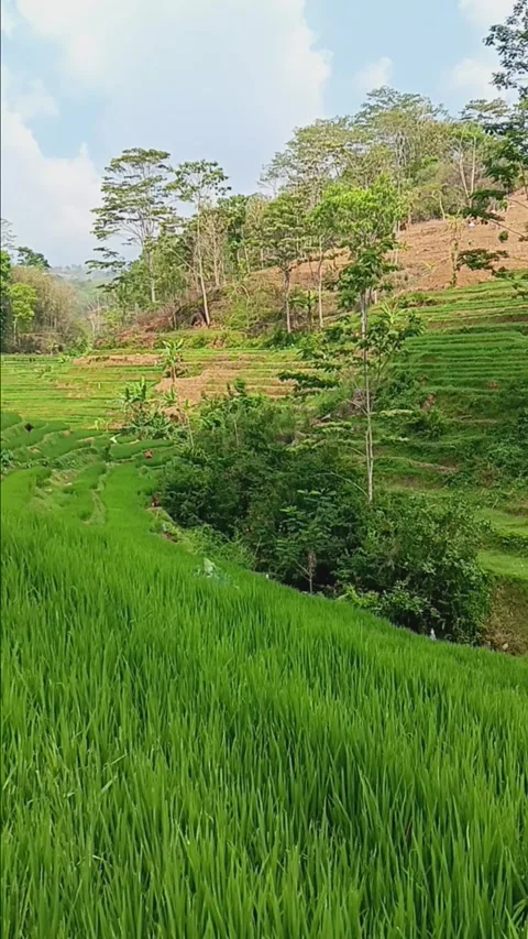 Agricultural area Stock Footage 285209386