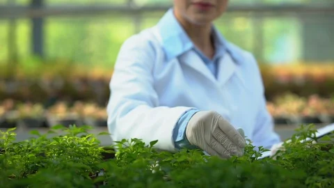 Agricultural biologist checking soil temperature in greenhouse, climate control Stock Footage 118963370