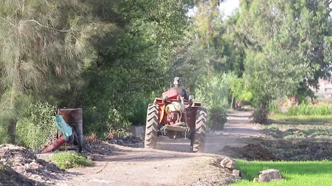 Agricultural butcher amidst the green fields of the Nile Delta in Egypt Stock Footage 336920357