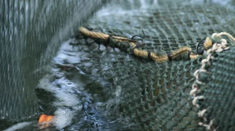 Agricultural caught shrimp from pond Stock Footage 52677053