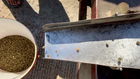 Agricultural Coffee Bean Sorting Process Stock Footage 343477319