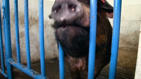 Agricultural complex. Big black boar sitting behind bars Stock-Footage 104512140