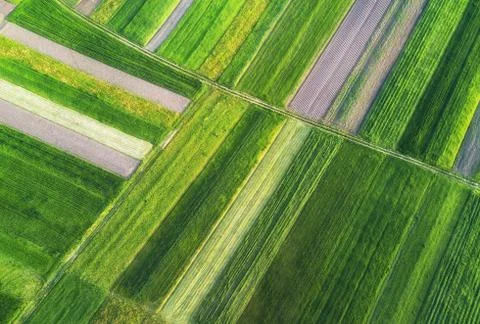 Agricultural composition in  the summer time Stock Photos