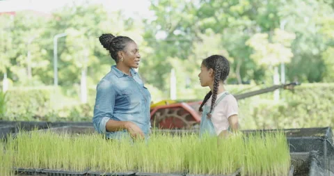 Agricultural concept of 4k resolution. African mother and daughter experime.. Stock Footage 313951007