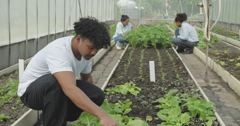 Agricultural concept of 4k resolution. Students are growing vegetables in t.. Stock Footage 313950697