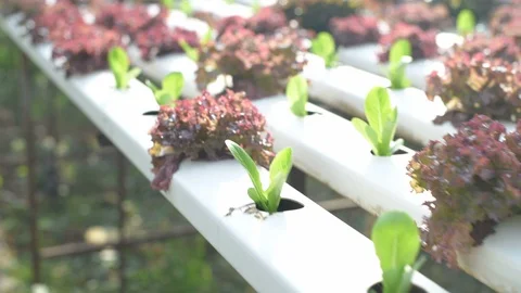 Agricultural concepts. Fresh vegetable image in the garden. 4k Resolution. Stock Footage 129199384