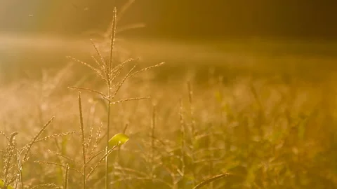 Agricultural corn field at sunset Stock Footage 98764302