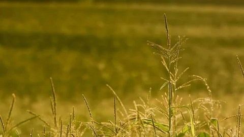 Agricultural corn field at sunset Stock Footage 98764307