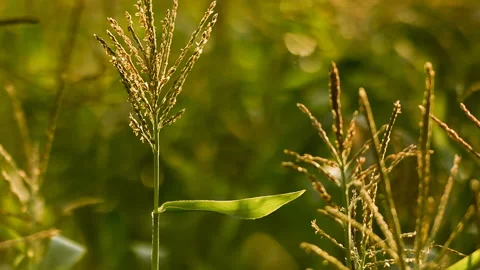 Agricultural corn field at sunset Stock Footage 98764309