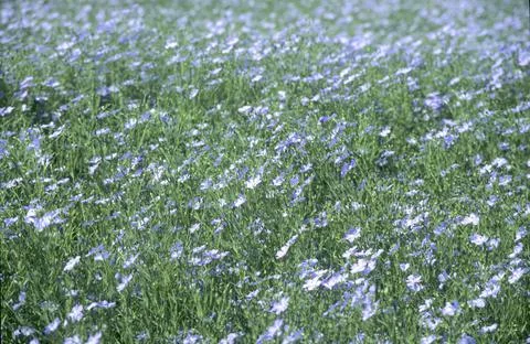 Agricultural crop of growing linseed Stock Photos