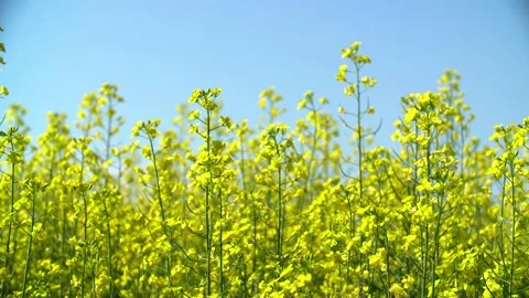 Agricultural crop rape in bloom Vídeos de archivo 166453278