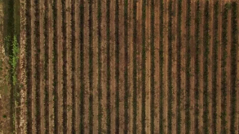 Agricultural crop rows pattern in cultivated farming field aerial Stock Footage 332041378