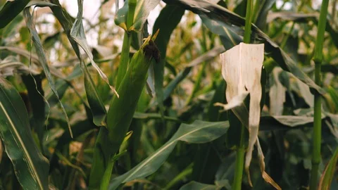 Agricultural  crops. Corn. Stock Footage 95097561