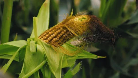 Agricultural  crops. Corn. Stock Footage 95097564