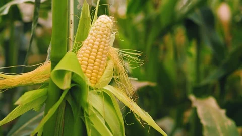 Agricultural  crops. Corn. Stock Footage