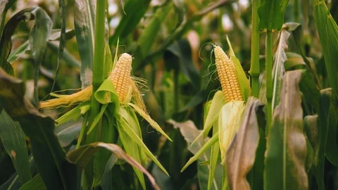 Agricultural  crops. Corn. Stock Footage 95097589