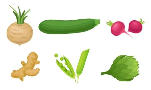 Agricultural Crops with Ginger Root and Radish Vector Set Иллюстрация