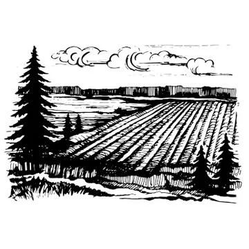 Agricultural crops sketch Stock Illustration