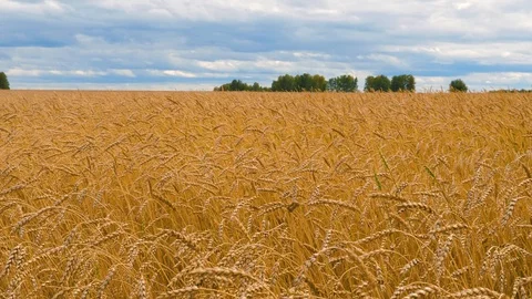 Agricultural  crops. Wheat. Stock Footage 95097404