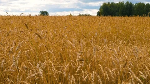 Agricultural  crops. Wheat. Stock Footage 95097441