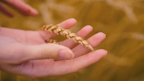 Agricultural  crops. Wheat. Stock Footage 95097448