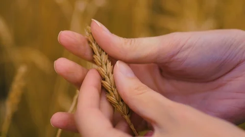Agricultural  crops. Wheat. Stock Footage 95097459