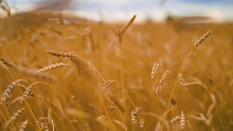 Agricultural  crops. Wheat. Stock Footage 95097504
