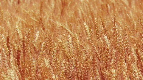 Agricultural cultivated field of ripe wheat crops Stock Footage