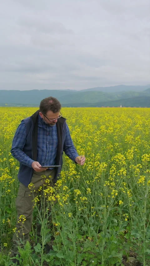 Agricultural engineer checking canola flowers with tablet, medium shot Stock Footage 336280159