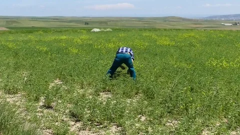 Agricultural engineer checking the lentil fields, Vídeo Stock 104624046