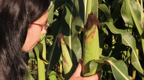 Agricultural Engineer Corn Examining Stock Footage 41822118