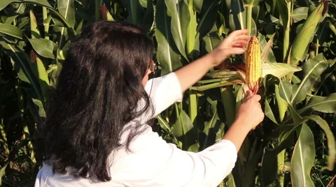 Agricultural Engineer Corn Peeling Stock Footage 41824038