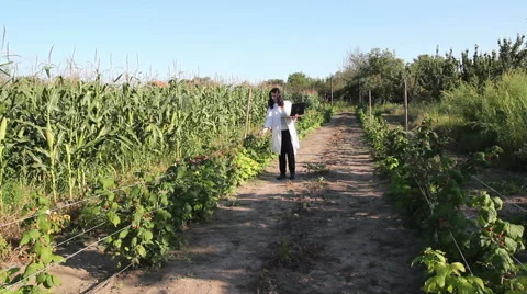 Agricultural Engineer In The Field Stock Footage 41749400