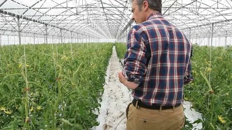 Agricultural engineer in greenhouse checking tomato plants Stock Footage 63247732