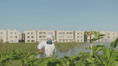 Agricultural engineer herbicides with smoke to destroy cow parsnip using fogger. Stock Footage 221758034