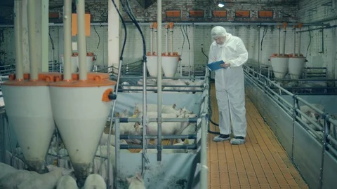 Agricultural engineer is observing pigs and taking notes. Pig farmer checking 스톡 동영상 123462657