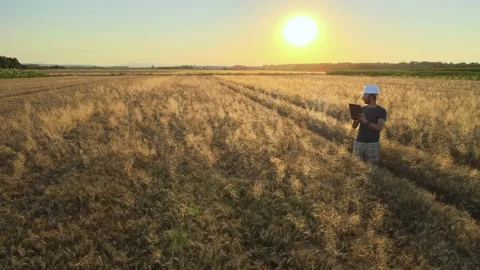 Agricultural engineer using technology tablet to check crop quality, Stock Footage 157410298