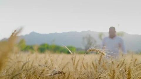 Agricultural Farming field with ripened wheat grain stalks with a Farmer Stock Footage 252041753