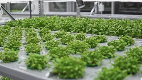 Agricultural farming technologies, green vegetables and herbs in vertical farm Stock Footage 125252647
