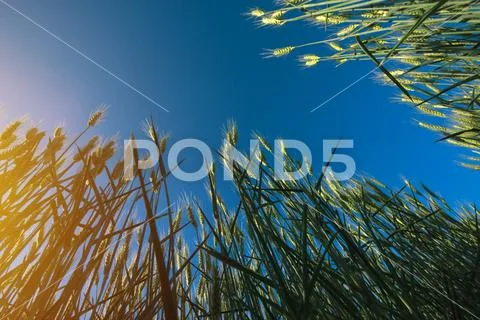 Agricultural field of barley crops, low angle view Stock Photos