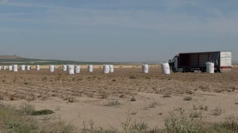 Agricultural Field With Bulk Sacks and Open Truck After Harvest on Dry Plain Stock Footage 346764914