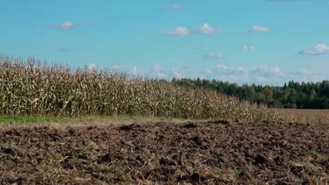 Agricultural field with corn Stockbeeldmateriaal 328352780