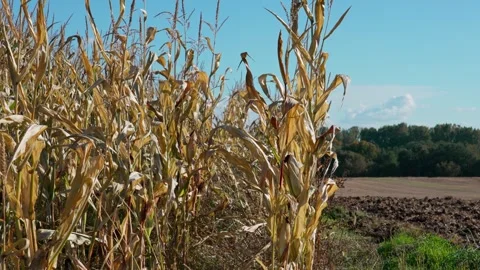 Agricultural field with corn Stock Footage 328352914
