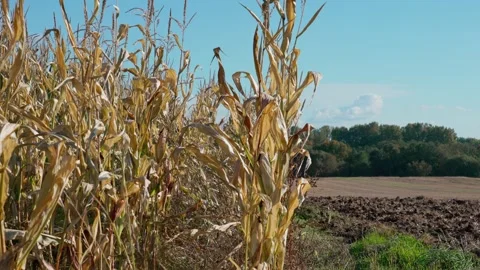 Agricultural field with corn Stock Footage 328352925