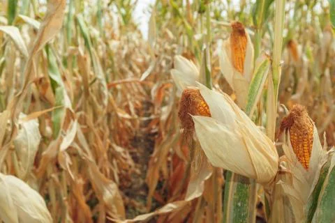Agricultural field with corn Stock Photos