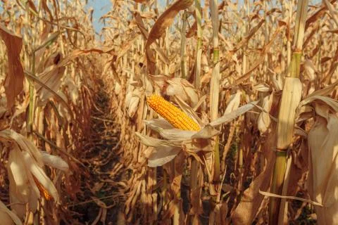 Agricultural field with corn Stock Photos
